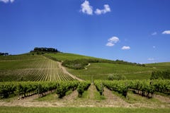 Vignoble de vin de la Toscane d'Italien image libre de droits Vignoble de vin de la Toscane d'Italien image libre de droits