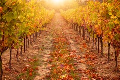 Vignoble en automne, avec la lumière du soleil lumineuse et les tons d'or La Provence, France en octobre photographie stock Vignoble en automne, avec la lumière du soleil lumineuse et les tons d'or La Provence, France en octobre photographie stock