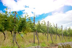 Vignoble et vignes en début de l'été, vignoble royal image stock Vignoble et vignes en début de l'été, vignoble royal image stock
