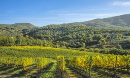Vignobles dans le Toscan images libres de droits Vignobles dans le Toscan images libres de droits