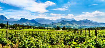 Vignobles du cap Winelands dans la vallée de Franschhoek dans le Cap-Occidental de l'Afrique du Sud photos stock Vignobles du cap Winelands dans la vallée de Franschhoek dans le Cap-Occidental de l'Afrique du Sud photos stock