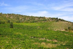 Vignobles en Crimée Paysage d'été avec un arbre isolé photo libre de droits Vignobles en Crimée Paysage d'été avec un arbre isolé photo libre de droits