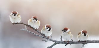 Vijf grappige kleine vogelsmussen die op een tak in de winter g zitten royalty-vrije stock foto Vijf grappige kleine vogelsmussen die op een tak in de winter g zitten royalty-vrije stock foto