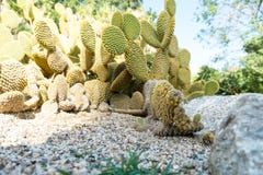 Vijgencactus Microdasys in Botanische Tuin van Cagliari, Sardinige, het royalty-vrije stock afbeeldingen Vijgencactus Microdasys in Botanische Tuin van Cagliari, Sardinige, het royalty-vrije stock afbeeldingen