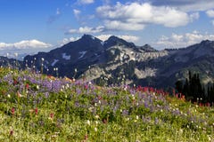 Vildblommaängar och Tatoosh område royaltyfria foton Vildblommaängar och Tatoosh område royaltyfria foton