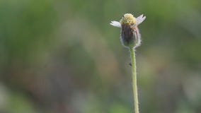Vildblommor i morgonen, vildblommor i morgonen Vildblommor i morgonen, vildblommor i morgonen