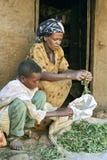 Village life Ethiopian mother and son clean herbs royalty free stock photography Village life Ethiopian mother and son clean herbs royalty free stock photography