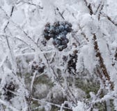 Vin surgelé Grapes_ Baden Baden, Allemagne de glace photo libre de droits Vin surgelé Grapes_ Baden Baden, Allemagne de glace photo libre de droits