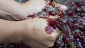 Vin à la maison de fruits de raisins traitant l'écrasement complet du fruit avec de jeunes mains nues femelles banque de vidéos Vin à la maison de fruits de raisins traitant l'écrasement complet du fruit avec de jeunes mains nues femelles banque de vidéos