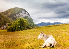 A typical view in Vinales Valley in Cuba. royalty free stock photos A typical view in Vinales Valley in Cuba. royalty free stock photos