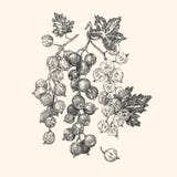 vinbär Tre kvistar av vinbär stock illustrationer vinbär Tre kvistar av vinbär stock illustrationer