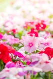 Vinca rosea blüht Blüte im Garten lizenzfreie stockbilder Vinca rosea blüht Blüte im Garten lizenzfreie stockbilder