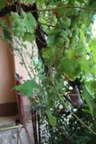 Vine growes in my organic garden. royalty free stock photo Vine growes in my organic garden. royalty free stock photo