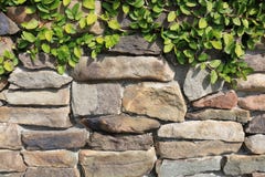 Vine Growing on Stone Wall with Great Rock Formation stock photo Vine Growing on Stone Wall with Great Rock Formation stock photo
