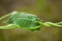 Vine plants, hd green leaves, plants with spiders royalty free stock image Vine plants, hd green leaves, plants with spiders royalty free stock image