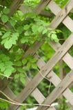 Front door trellis arch