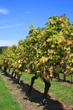 Vineyard Stock Image
