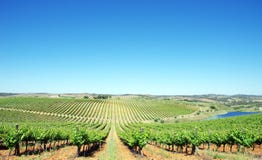 Vineyard At Alentejo Region Stock Image
