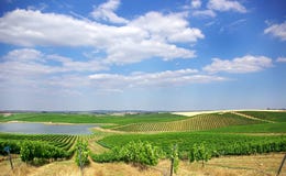 Vineyard At Portugal, Royalty Free Stock Photo