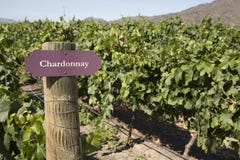 Vineyard - Chardonnay stock photography Vineyard - Chardonnay stock photography