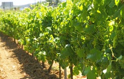 Vineyard Cultivation Royalty Free Stock Photo Vineyard Cultivation Royalty Free Stock Photo