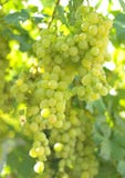 Vineyard Grape Royalty Free Stock Photography