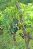 Vineyard Grape Royalty Free Stock Images
