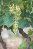 Vineyard Grape Stock Images