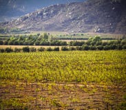 Vineyard, Guadalupe Valley, Baja, Mexico stock photography Vineyard, Guadalupe Valley, Baja, Mexico stock photography