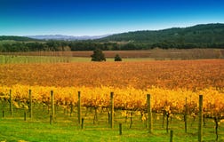 Vineyard In Autumn Stock Photos Vineyard In Autumn Stock Photos