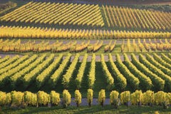 Vineyard In Autumn Royalty Free Stock Images