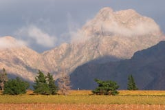 Vineyard landscape, Cape Town area, South Africa Royalty Free Stock Photo Vineyard landscape, Cape Town area, South Africa Royalty Free Stock Photo