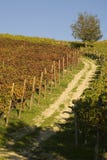 Vineyard Landscape In Autumn Royalty Free Stock Images Vineyard Landscape In Autumn Royalty Free Stock Images