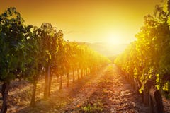 Vineyard landscape in Tuscany, Italy. Wine farm at sunset stock photo Vineyard landscape in Tuscany, Italy. Wine farm at sunset stock photo