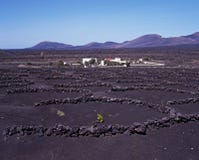 Vineyard, Lanzarote. stock photography Vineyard, Lanzarote. stock photography