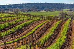 Vineyard stock images Vineyard stock images