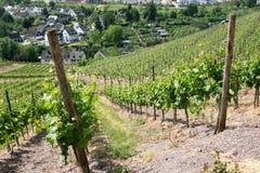 Vineyard Near The Oldest German City Trier. Stock Photo