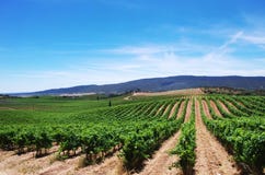 Vineyard Plantation In The Alentejo Region Stock Photography