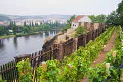 Vineyard in Prague Royalty Free Stock Images Vineyard in Prague Royalty Free Stock Images