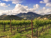 Vineyard Scene Royalty Free Stock Photos Vineyard Scene Royalty Free Stock Photos