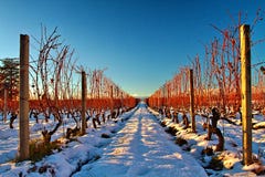Vineyard in the snow