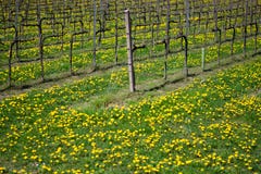 A vineyard at spring with the meadow covered by dandelion flowers royalty free stock photos A vineyard at spring with the meadow covered by dandelion flowers royalty free stock photos