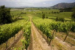 Vineyard - Wine Production - Chile