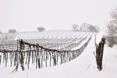 Vineyard With Snow Royalty Free Stock Photography Vineyard With Snow Royalty Free Stock Photography