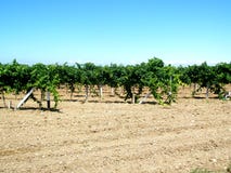 Vine yard stock images Vine yard stock images