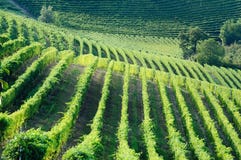 Vineyards Royalty Free Stock Images