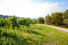 Vineyards along the South Styrian Wine Road in autumn, Austria Stock Photo Vineyards along the South Styrian Wine Road in autumn, Austria Stock Photo