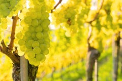 Vineyards At Sunset Stock Images Vineyards At Sunset Stock Images