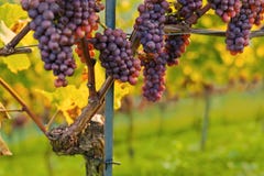 Vineyards At Sunset Stock Photos Vineyards At Sunset Stock Photos