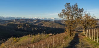 Vineyards at Diano d`Alba in Piedmont